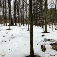19 acres Near Salmon River ATV Trails Altmar NY images 6