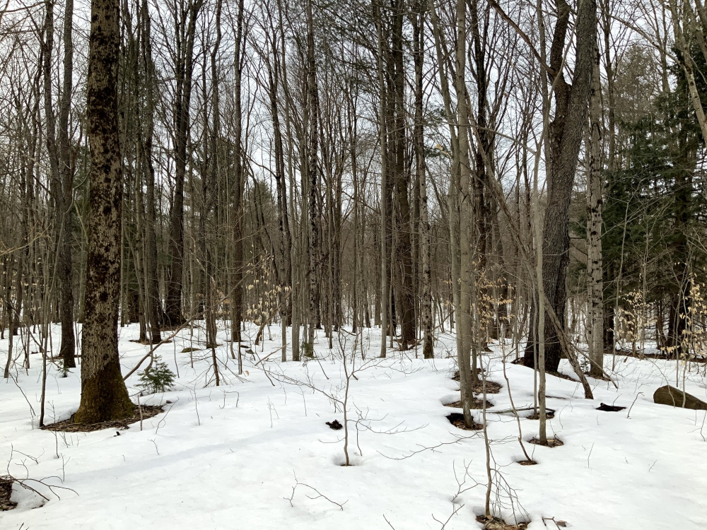 19 acres Near Salmon River ATV Trails Altmar NY featured image