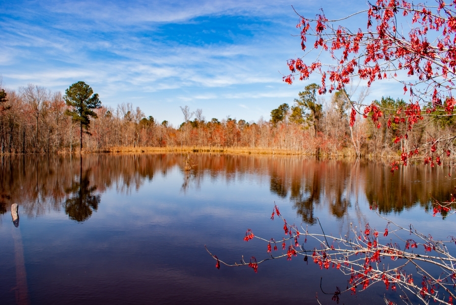 Rock Branch Preserve featured image