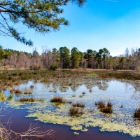 Rock Branch Preserve images 6
