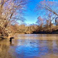 176 Acres Hunting Timberland for Sale with CRP Charleston MS images 3