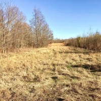 176 Acres Hunting Timberland for Sale with CRP Charleston MS images 6