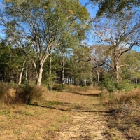 Hunting Land for Sale Sandy Hook  Marion Co  Southwest MS images 2