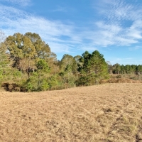 Hunting Land for Sale Sandy Hook  Marion Co  Southwest MS images 3