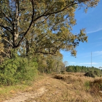 Hunting Land for Sale Sandy Hook  Marion Co  Southwest MS images 4