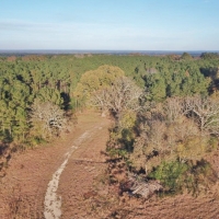 Hunting Land for Sale Sandy Hook  Marion Co  Southwest MS images 6