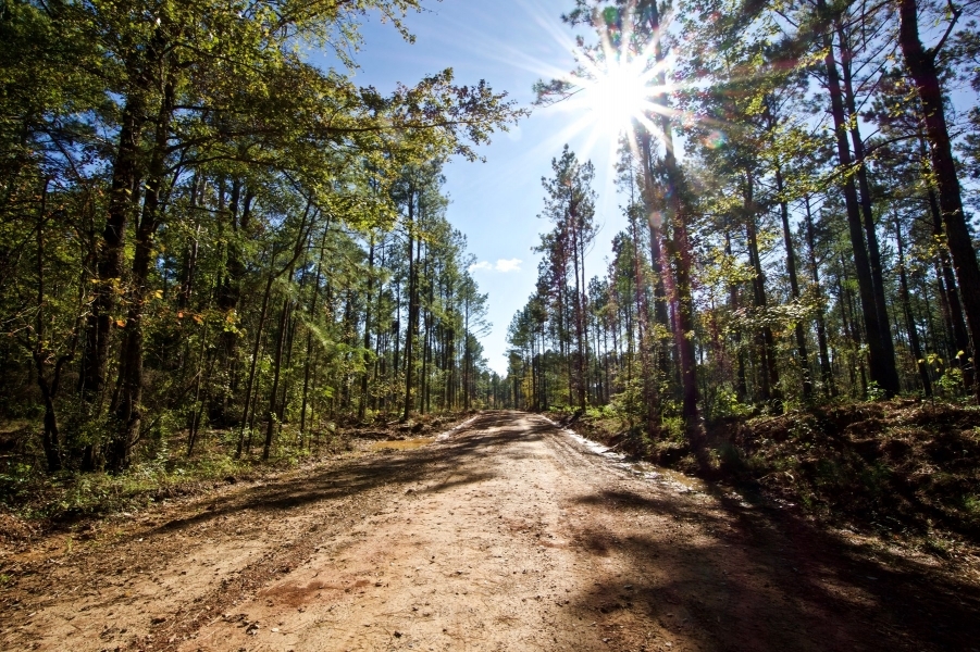 BOSSIER PARISH TIMBER HUNTING LAND - 120 ACRES featured image