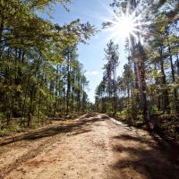 BOSSIER PARISH TIMBER HUNTING LAND - 120 ACRES
