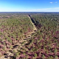 BOSSIER PARISH TIMBER HUNTING LAND - 120 ACRES images 2