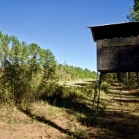BOSSIER PARISH TIMBER HUNTING LAND - 120 ACRES images 3