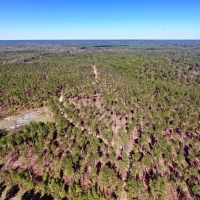 BOSSIER PARISH TIMBER HUNTING LAND - 120 ACRES images 4
