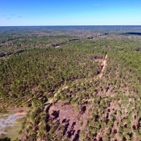 BOSSIER PARISH TIMBER HUNTING LAND - 120 ACRES images 5