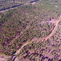BOSSIER PARISH TIMBER HUNTING LAND - 120 ACRES images 6