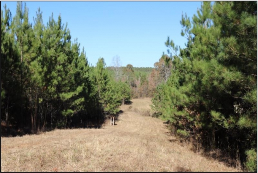 290 Acres in Newton County in Conehatta  MS featured image