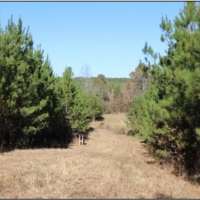290 Acres in Newton County in Conehatta  MS images 1