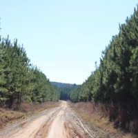 290 Acres in Newton County in Conehatta  MS images 2