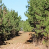 290 Acres in Newton County in Conehatta  MS images 3