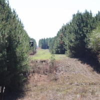 290 Acres in Newton County in Conehatta  MS images 4