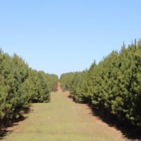 290 Acres in Newton County in Conehatta  MS images 5