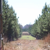 290 Acres in Newton County in Conehatta  MS images 6