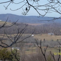 East Tennessee Hunting Land for Sale Rogersville- Hawkins County TN images 3