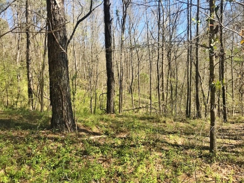 100 Acres Timber and Hunting Land for Sale Adams County MS featured image