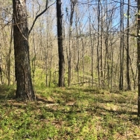 100 Acres Timber and Hunting Land for Sale Adams County MS