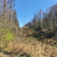 100 Acres Timber and Hunting Land for Sale Adams County MS images 2