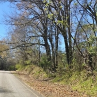 100 Acres Timber and Hunting Land for Sale Adams County MS images 3