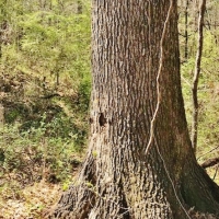100 Acres Timber and Hunting Land for Sale Adams County MS images 4
