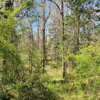 100 Acres Timber and Hunting Land for Sale Adams County MS images 5