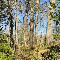 100 Acres Timber and Hunting Land for Sale Adams County MS images 6