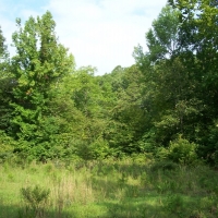 425-Acres of Recreational &nbsp; Hunting Land For Sale in Dennard  AR images 6