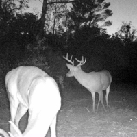 Catfish Creek Recreational Tract images 2