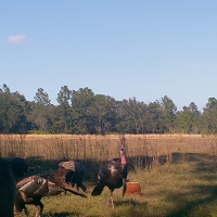 Catfish Creek Recreational Tract images 6