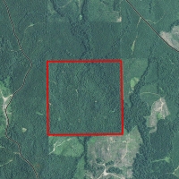 Fire Tower Road Timber Tract images 4