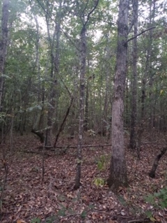 Fire Tower Road Timber Tract featured image