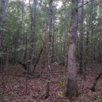 Fire Tower Road Timber Tract