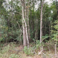 Fire Tower Road Timber Tract images 3