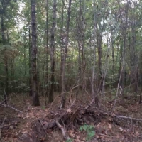Fire Tower Road Timber Tract images 2
