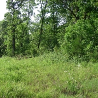 Hunting &nbsp; Recreational Land For Sale in West MO images 4