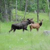 Big Game Hunting Ranch &nbsp; Luxury Log Home For Sale in Northwest  MT images 3