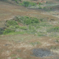 Exceptional Hunting &nbsp; Recreational Land For Sale in Harper County  OK images 6