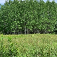 Big Game Hunting &nbsp; Recreational Land For Sale in North MN images 6