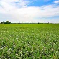 Productive Farmland For Sale in Central IL images 4
