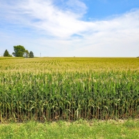 Productive Farmland For Sale in Central IL images 5