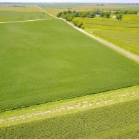 Productive Farmland For Sale in Central IL images 6