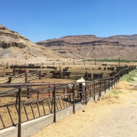 Irrigated Riverfront Ranch For Sale in Green River  UT images 6