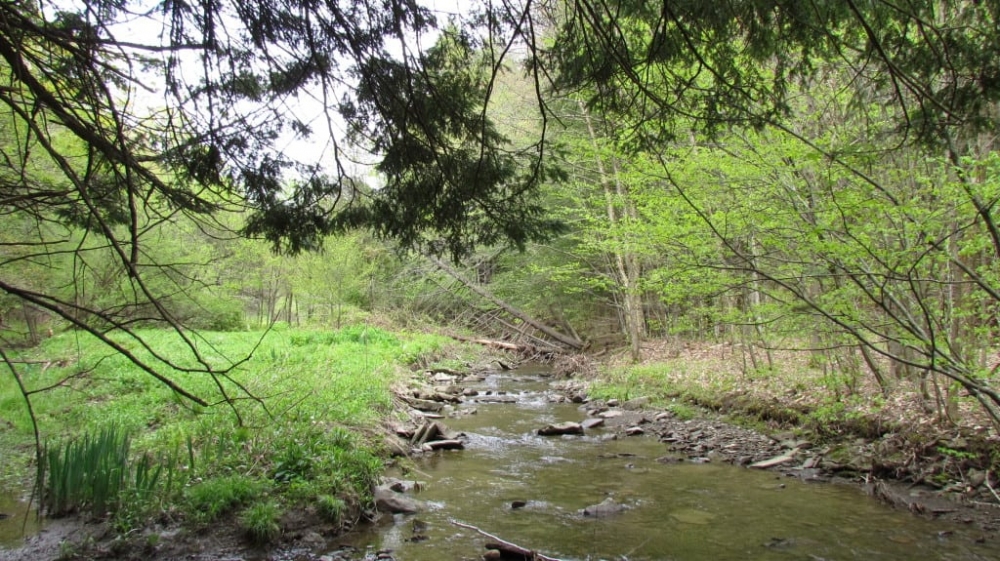 21 acres Hunting Land in Solon NY featured image