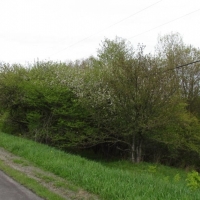 21 acres Hunting Land in Solon NY images 5